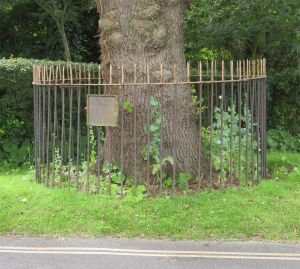 fence Miss Fisk oak tree Brighstone