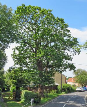 Oak planted in New Road Brighstone, Coronation George V